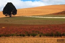 무료 이미지 : 경치, 나무, 수평선, 황야, 산, 식물, 하늘, 농장... 하늘, 농장, 사진술, 목초지, 대초원, 아침, 언덕, 꽃, 골짜기, 수확고, 가을... 