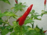 Free Images : leaf, flower, petal, home, ripe, green, red, cooking, produce, vegetable, color, natural, small, fresh, garden... 