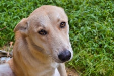 Saluki Photos - Free Images & Free stock photos - PxHere