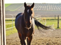 Free Images : sun, meadow, pasture, stallion, mane, ride, vertebrate, mare, coupling, western riding, reiterhof, equestrianism... 