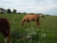 군중, 목장, 방목, 동물 상, 평원, 바다, 서식지, 낳다, 생태계, 스텝, 농촌 지역, 팩 동물, 자연 환 경, 포유 동물과 같은 소, 포유류 같은... 