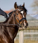 무료 이미지 : 병사, 갈색, 만, 고삐, 포유 동물, 종마, 갈기, 굴레... 만, 고삐, 포유 동물, 종마, 갈기, 굴레, 바다, 제복, 역사, 기수, 독립... 