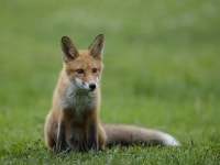 Free Images : wildlife, mammal, red fox, fauna, terrestrial animal, snout, jackal, kit fox, grass 4976x2800 - paulfox - 1418832... 