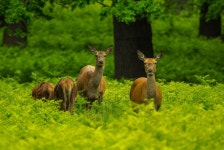 꼬리 사슴 4582x3064 - - 711195 - 무료 이미지 - PxHere 무료 이미지 : 자연, 숲, 잔디, 목초지, 대초원, 야생 생물, 목장, 방목, 포유 동물... 