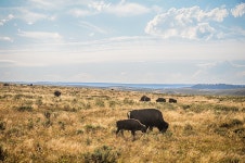 무료 이미지 : 경치, 잔디, 수평선, 황야, 대초원, 모험, 야생 생물, 군중, 목장, 방목, 평원, 목초지, 고원, 서식지, 원정 여행, 생태계... 
