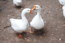 Free Images : wing, wildlife, beak, fauna, duck, animals, goose, vertebrate, waterfowl, water bird, water birds, ducks geese and... 