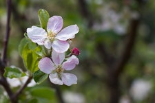 사진, 꽃 피는 식물, 육상 식물 3264x2176 - - 511079 - 무료 이미지 - PxHere 무료 이미지 : 사과, 나무, 자연, 분기, 꽃잎, 식품, 봄, 녹색... 