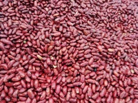 Free Images : fruit, food, produce, vegetable, crop, flowering plant, grass family, land plant, common bean 4608x3456 - - 65959... 