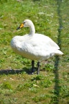 majestic, duck, wings, goose, vertebrate, creature, waterfowl, water bird, ducks geese and swans 3648x2736 - - 973563 - Free... 