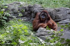 Free Images : wildlife, zoo, jungle, mammal, monkey, fauna, primate, orangutan, rainforest, outdoor recreation, great ape... 