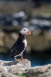 Puffin Photos - Free Images & Free stock photos - PxHere