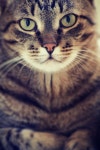 Free Images : watch, white, vintage, cute, stone, relax, kitten, peaceful, feline, monochrome, fauna, rock garden, pets, whiskers... 