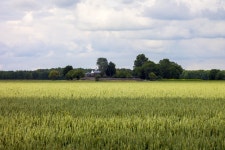 들, 농장, 목초지, 대초원, 공기, 전망, 여름, 식품, 봄, 천국, 수확고, 목장, 휴일, 푸른, 농업, 평원, 유채, 파란 하늘, 가지, 서식지, 생태계... 