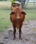 Free Images : farm, animal, horn, cow, livestock, brown, agriculture, beef, fauna, bull, vertebrate, mare, ox, cattle like mammal... 