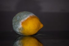 정물, 레몬, 그림, 닫다, 진균류, 곰팡이, 썩은, 감귤류, 매크로... 정물, 레몬, 그림, 닫다, 진균류, 곰팡이, 썩은, 감귤류, 매크로 사진, 꽃... 