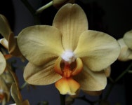Exotic plant Photos - Free Images & Free stock photos - PxHere