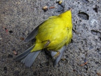 무료 이미지 : 자연, 비행, 잎, 야생 생물, 녹색, 부리, 노랑, 동물 상, 척골가 있는, 핀치, 잉꼬, 오래 된 세계 flycatcher, 앉은 새... 