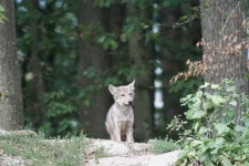 6000x4000 - - 700465 - Free stock photos - PxHere Free Images... fauna, woodland 6000x4000 -  - 700465 - Free stock photos - PxHere