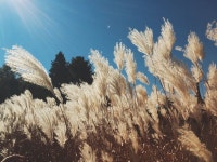 Free Images : tree, nature, branch, winter, sky, prairie, house, sunlight, flower, wind, frost, building, season, spruce... 