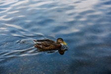 무료 이미지 : 바다, 자연, 비행, 호수, 못, 야생 생물, 수영, 반사, 부리, 색깔, 작은, 갈색, 운동, 동물 상, 머리, 척골가 있는, 미니... 