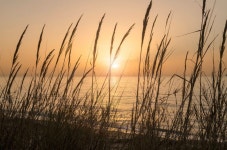 Free Images : sea, nature, horizon, branch, cloud, plant, sky, sunrise, sunset, field, prairie, sunlight, morning, flower, wind... 