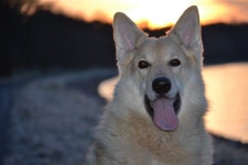 사르풀 울프 도그, 체코 슬로바키아 wolfdog, 개 품종 그룹, 그린... 사르풀 울프 도그, 체코 슬로바키아 wolfdog, 개 품종 그룹, 그린 랜드... 