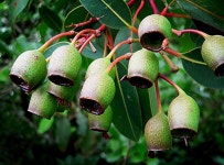 Hardy kiwi Photos - Free Images & Free stock photos - PxHere