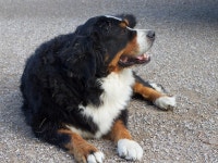 Free Images : vertebrate, odyssey, plpconnectu, hurleylounge, dog breed, bernese mountain dog, entlebucher mountain dog, dog like... 
