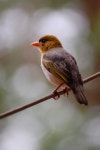 무료 이미지 : 척골가 있는, 부리, 우는 새, 앉은 새, 야생 생물, 오래 된 세계 flycatcher, 참새, 유럽의 로빈, 집 핀치 2000x3008... 