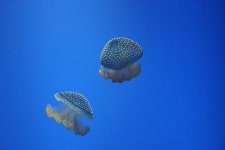 Free Images : sea, underwater, jellyfish, blue, invertebrate, cnidaria, organ, macro photography, organism, atmosphere of earth... 