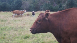 무료 이미지 : 잔디, 들, 농장, 목초지, 대초원, 야생 생물, 군중, 목장, 방목, 동물 상, 황소, 척골가 있는, 농촌 지역, 포유 동물과 같은... 