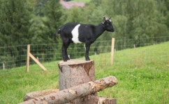 무료 이미지 : 농장, 염소, 목장, 방목, 종마, 개요, 시야, 척골가 있는, 바다, 행사, 포유 동물과 같은 소, 포유류 같은 말 4201x2604... 