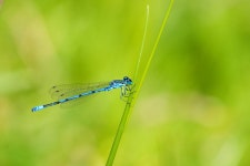 무료 이미지 : damselfly, 잠자리, 잠자리와 damseflies, Coenagrion, 녹색, 매크로 사진, 푸른, 곤충 날개, 무척추 동물, 잔디 가족... 