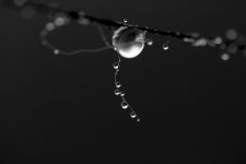 무료 이미지 : 자연, 분기, 하락, 이슬, 사진술, 잎, 꽃, 서리, 단색화, 닫다, 진주, 수분, 동결, 매크로 사진, 한 방울의 물 4608x3072... 