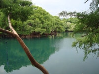 무료 이미지 : 나무, 자연, 분기, 호수, 강, 반사, 밀림, 식물학... 반사, 밀림, 식물학, 저수지, 수로, 물줄기, 습지, 생태계, 물고기... 