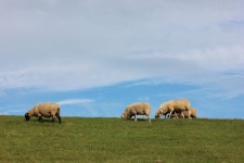 Free Images : grass, field, meadow, wildlife, herd, pasture, grazing, wool, fauna, grassland, sheeps, bison, north sea, rural... 