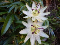 무료 이미지 : 식물학, 플로라, 백합, 시계 꽃, passiflora, 옥잠화, 꽃 피는 식물, 흰 꽃, 육상 식물, 열정 꽃 가족 4608x3456 - - 485563... 