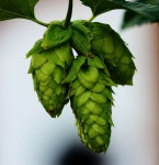 Hops Photos - Free Images & Free stock photos - PxHere