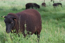 무료 이미지 : 잔디, 목초지, 대초원, 야생 생물, 군중, 목장, 방목, 양, 동물 상, 송아지, 황소, 척골가 있는, 바이슨, 사막의, 원정 여행... 