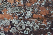 2279x1516 - - 230066 - 무료 이미지 - PxHere 무료 이미지 : 록, 목재... 자료, 모 골림, 바닥, 노면 2279x1516 -  - 230066 - 무료 이미지 - PxHere