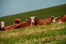 Cow pasture Photos - Free Images & Free stock photos - PxHere
