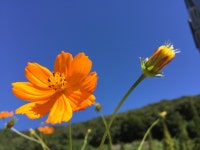 무료 이미지 : 자연, 하늘, 목초지, 대초원, 햇빛, 코스모스, 꽃잎, 봄, 공원, 식물학, 푸른, 노랑, 정원, 플로라, 야생화, 꽃들, 새싹... 