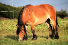 Free Images : grass, meadow, prairie, wildlife, herd, pasture, grazing, brown, stallion, mane, fauna, graze, grassland... 