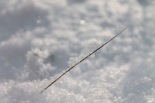 Free Images : snow, winter, bird, wing, wind, line, flight, yellow, clothespin, laundry, close up, hang, macro photography... 