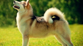 양치기 목장, 핀란드어 스 피츠, 노르웨이 lundehund, 독일어 스 피 츠 미 틀, 독일어 스 피츠, 가나안 개, 기슈, 노르웨이의 부엉이 1920x1080... 
