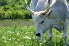 Traditional breed Photos - Free Images & Free stock photos - PxHere