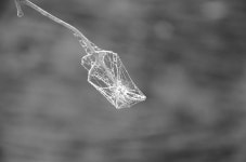 Free Images : water, nature, branch, drop, dew, black and white, leaf, frost, ice, close up, moisture, freezing, macro... 