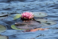 Free Images : leaf, flower, reflection 5760x3840 - - 1400738 - Free stock photos - PxHere Free Images : leaf, flower, reflection... 