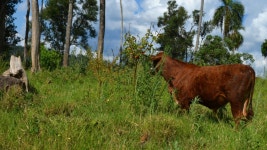 무료 이미지 : 잔디, 들, 농장, 목초지, 대초원, 야생 생물, 군중, 목장, 방목, 동물 상, 황소, 서식지, 농촌 지역, 포유 동물과 같은 소... 
