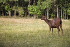 Barking deer Photos - Free Images & Free stock photos - PxHere